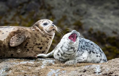 Афиша: Морские котики и водная прогулка по живописным акваториям во Владивостоке 12 июля 2026