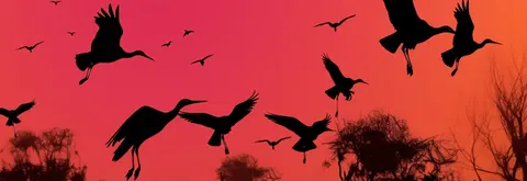 Афиша: Орган рояль шоу. Феличита. Шедевры Челентано, Тото Кутуньо, Аль Бано, Поля Мориа, Стинга в Москве 5 сентября 2026